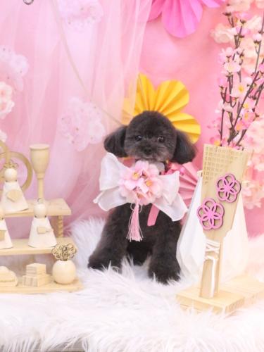 20250326ラテちゃん